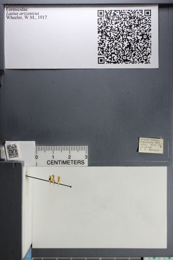 Media type: image; Entomology 526802